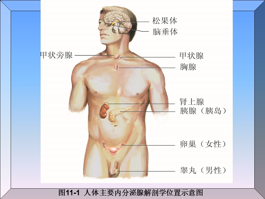 解剖学基础第十一章内分泌系统ppt课件.ppt_第3页