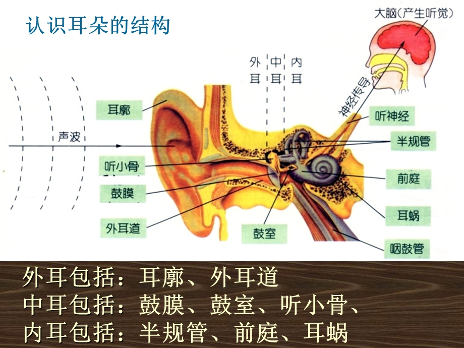 耳的结构与听觉的形成ppt课件.ppt_第2页