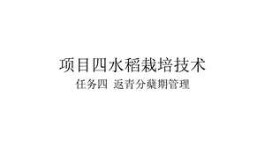 项目四水稻栽培技术任务四ppt课件.pptx