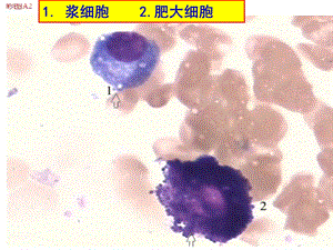 骨髓细胞图谱ppt课件.ppt