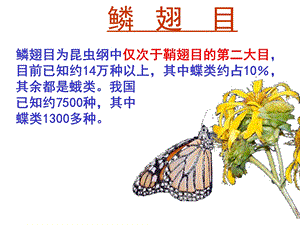 鳞翅目昆虫(好)ppt课件.ppt