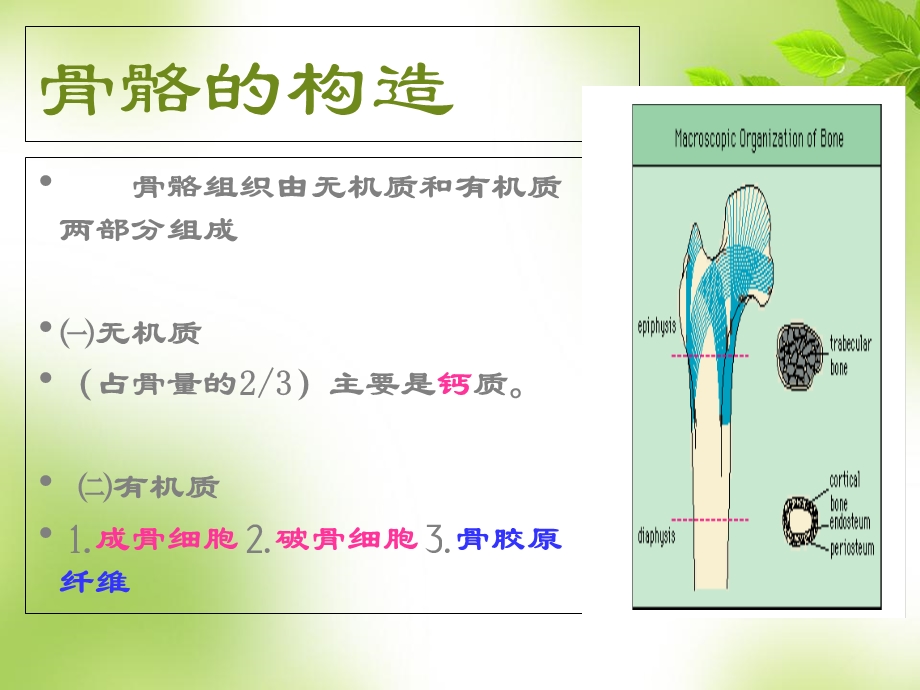 骨质疏松科普ppt课件.ppt_第3页