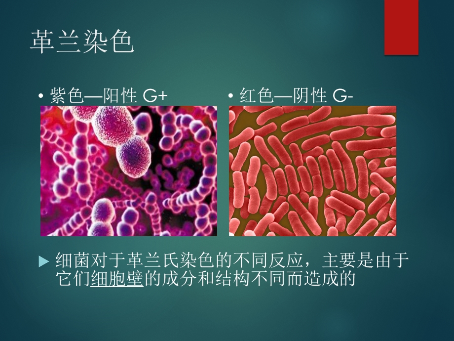 革兰氏阴性菌ppt课件.pptx_第3页