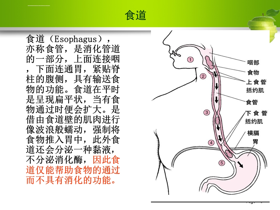 食道癌的护理ppt课件.ppt_第3页