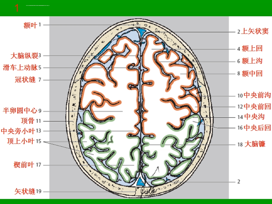 颅脑MRI断层解剖和影像ppt课件.ppt_第3页