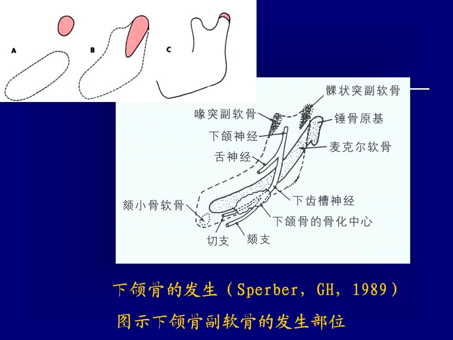 颅面部生长发育ppt课件.ppt_第2页