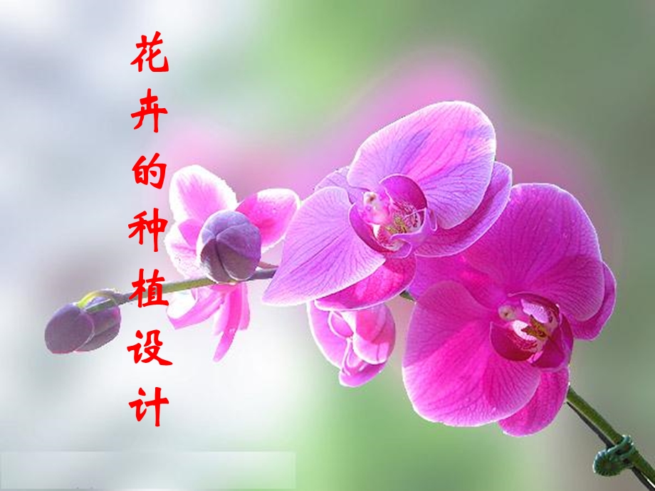 花境的设计ppt课件.ppt_第1页