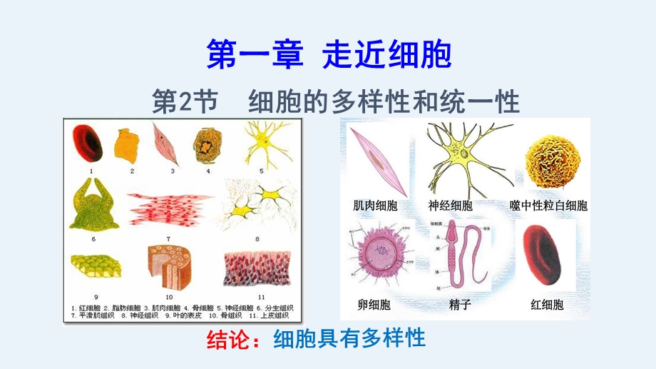 (高三第一轮复习)细胞的多样性和统一性ppt课件.pptx_第2页