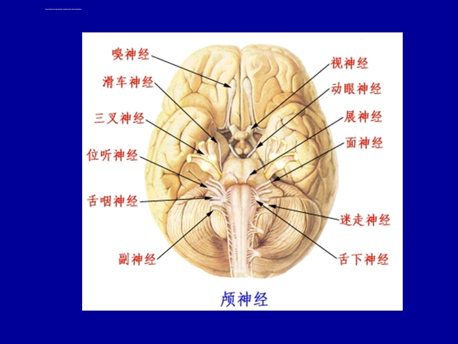 颅神经解剖及定位)ppt课件.ppt_第3页