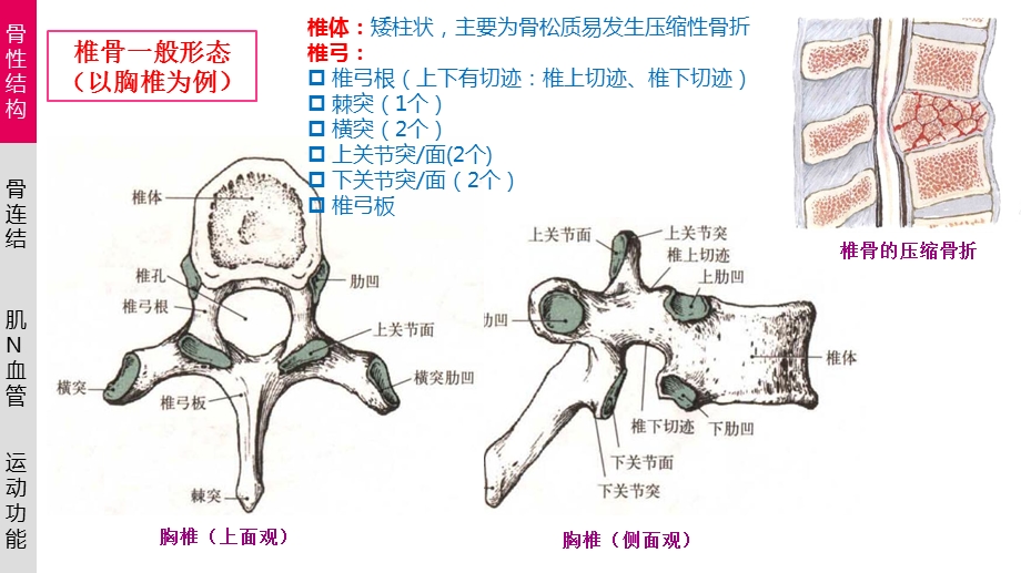 颈椎的功能解剖ppt课件.pptx_第3页