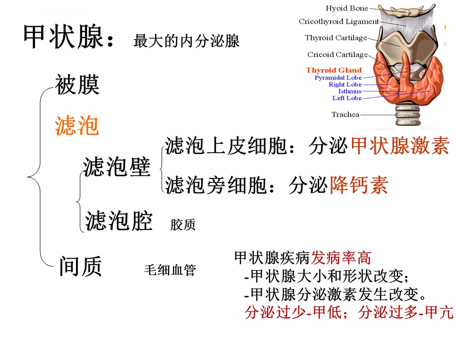 药理学PPT课件甲状腺激素和抗甲状腺药.ppt_第2页