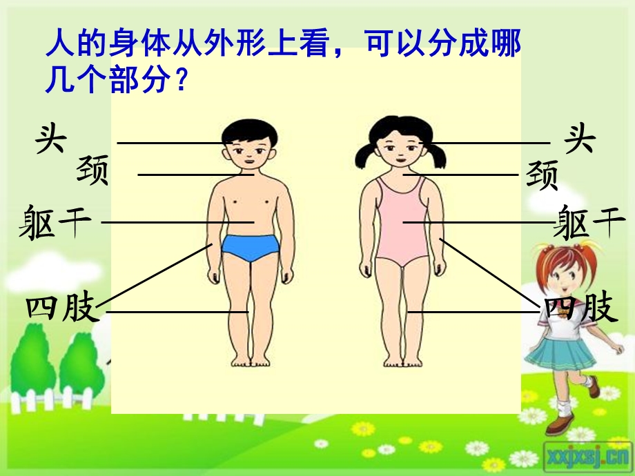 《我们的身体》ppt课件.ppt_第3页