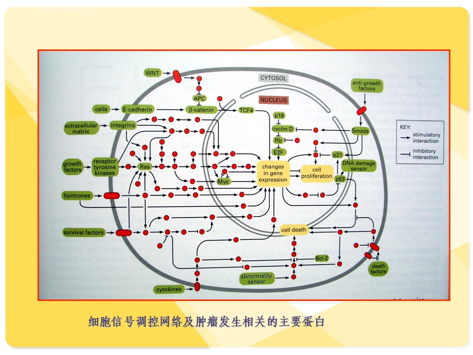 一 肿瘤的发生是基因突变逐渐积累的结果ppt课件.ppt_第3页