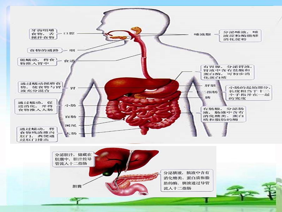 七下复习ppt课件.ppt_第3页