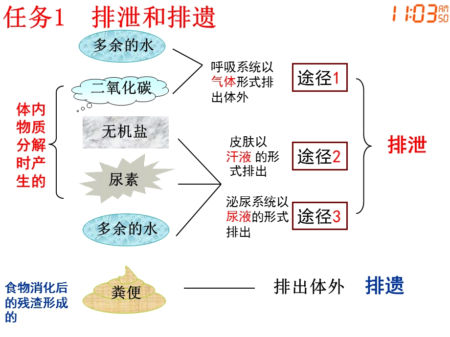 七年级下册《人体内废物的排出》ppt课件.ppt_第3页