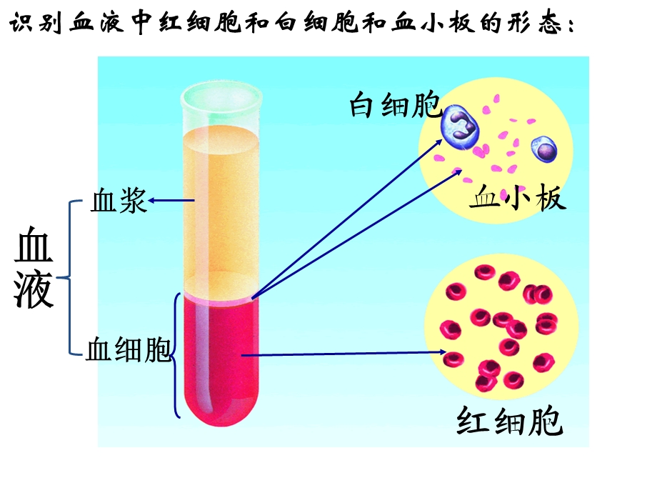 七年级生物《人体内的物质运输和能量供给》章末复习参考ppt课件.ppt_第2页