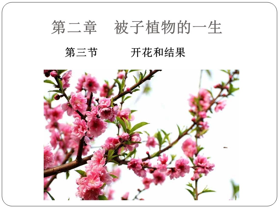 《开花和结果》ppt课件.ppt_第1页