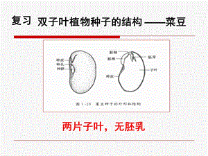 《种子的萌发》 ppt课件.ppt