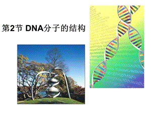 DNA分子的结构(公开课精品ppt课件)知识讲解.ppt