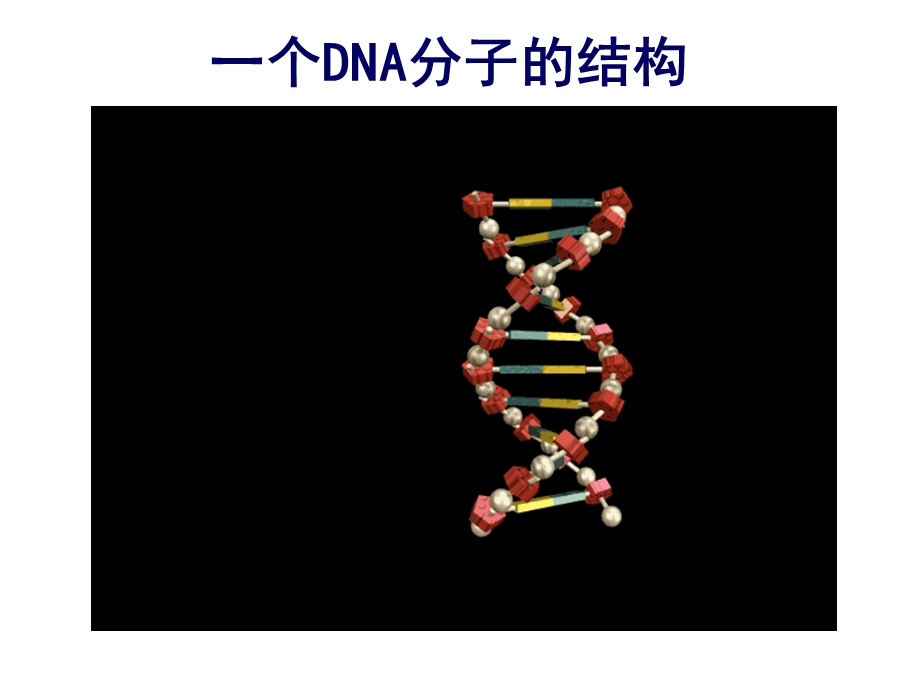 DNA分子的结构详解ppt课件.ppt_第1页