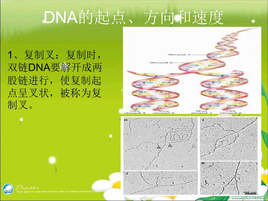 DNA复制的起点和方向ppt课件.ppt_第1页