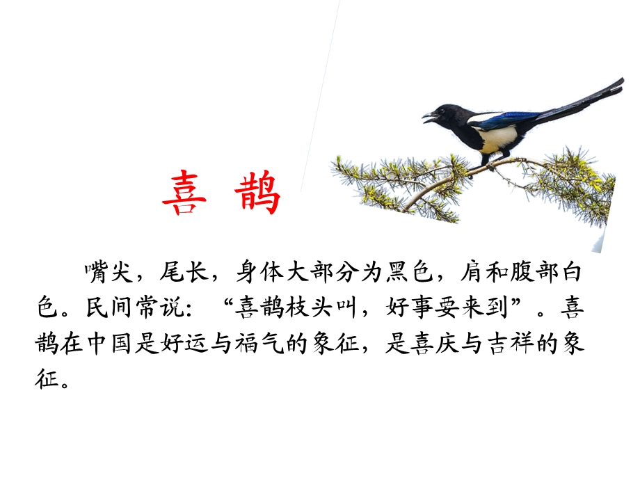 《树和喜鹊》公开课ppt课件.ppt_第3页