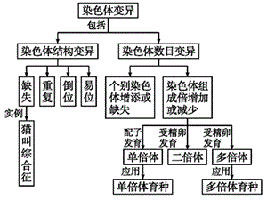 一轮复习染色体变异与育种ppt课件.ppt