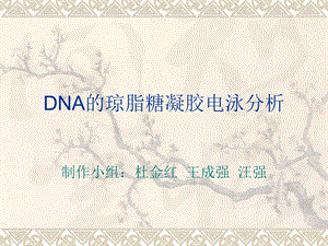 DNA的琼脂糖凝胶电泳分析ppt课件.ppt