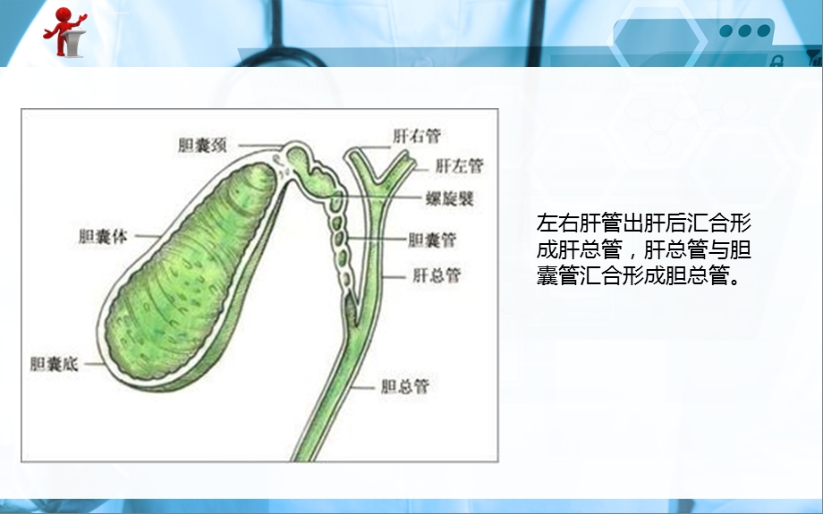 《外科护理》第十六章 第四节胆道疾病病人的护理ppt课件.ppt_第3页