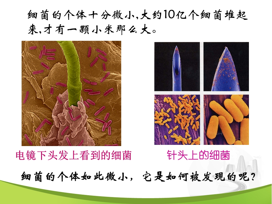 【初中生物】细菌ppt课件.ppt_第3页