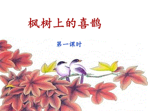 《枫树上的喜鹊》名师ppt课件(第一课时).ppt