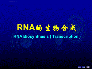 RNA的生物合成ppt课件.ppt