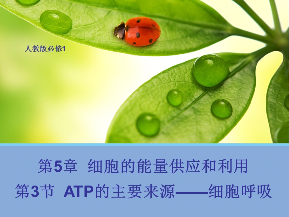 ATP的主要来源 细胞呼吸ppt课件.pptx_第1页