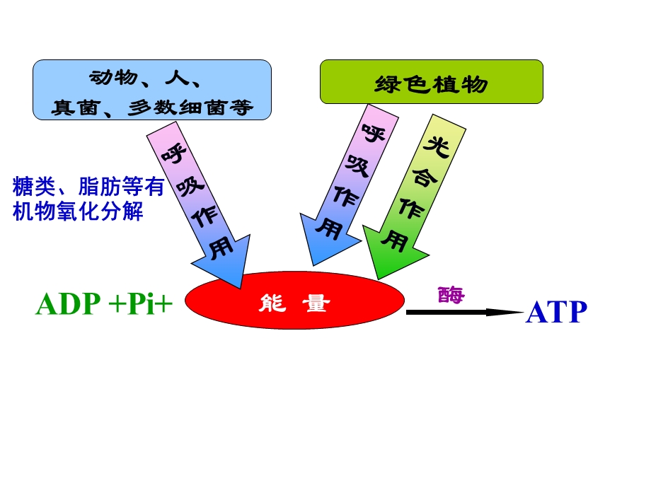 ATP的主要来源 细胞呼吸ppt课件.pptx_第2页