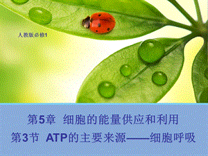 ATP的主要来源 细胞呼吸ppt课件.pptx