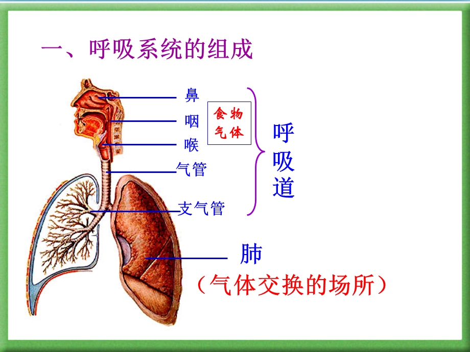 《人体的呼吸》复习用ppt课件用.ppt_第2页