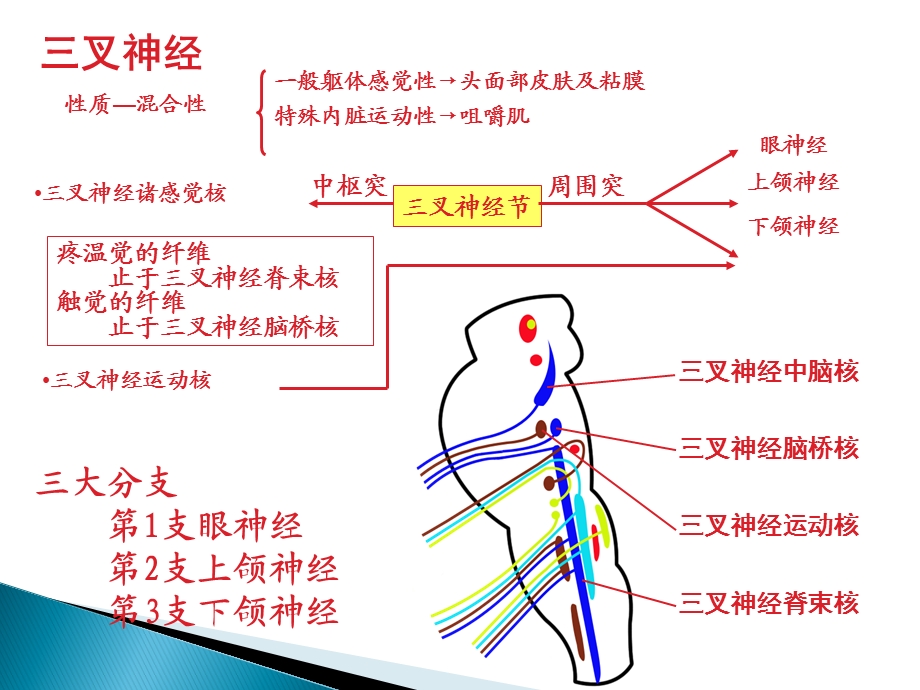 三叉神经的解剖基础ppt课件.pptx_第2页