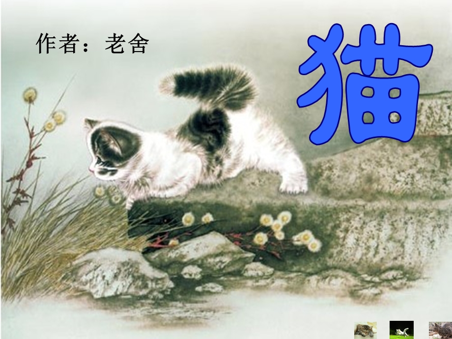 《猫》老舍公开课ppt课件.ppt_第1页