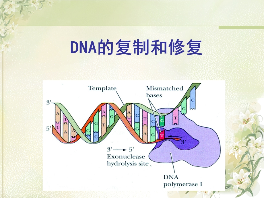 DNA的复制和修复解析ppt课件.ppt_第1页