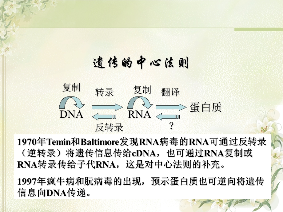 DNA的复制和修复解析ppt课件.ppt_第2页