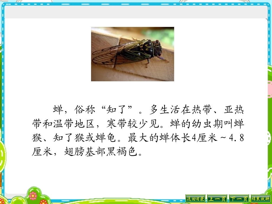 《表里的生物》ppt课件.ppt_第2页