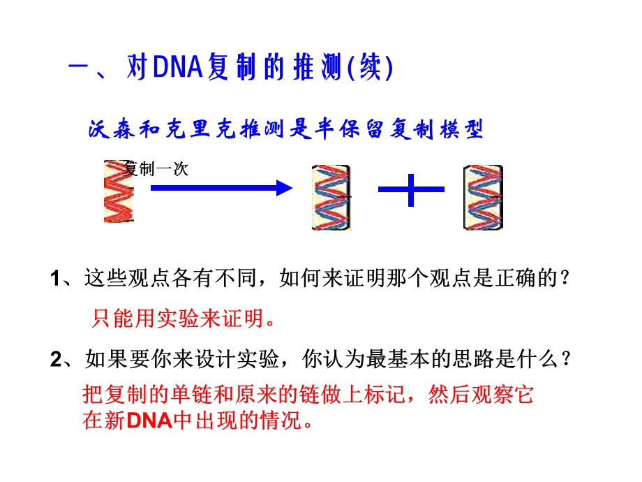 《DNA的复制》ppt课件.ppt_第3页