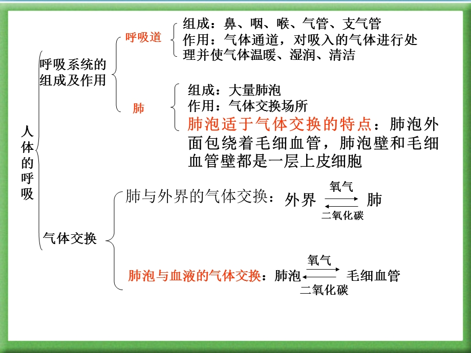 《人体的呼吸》复习用ppt课件肖鹏.ppt_第2页