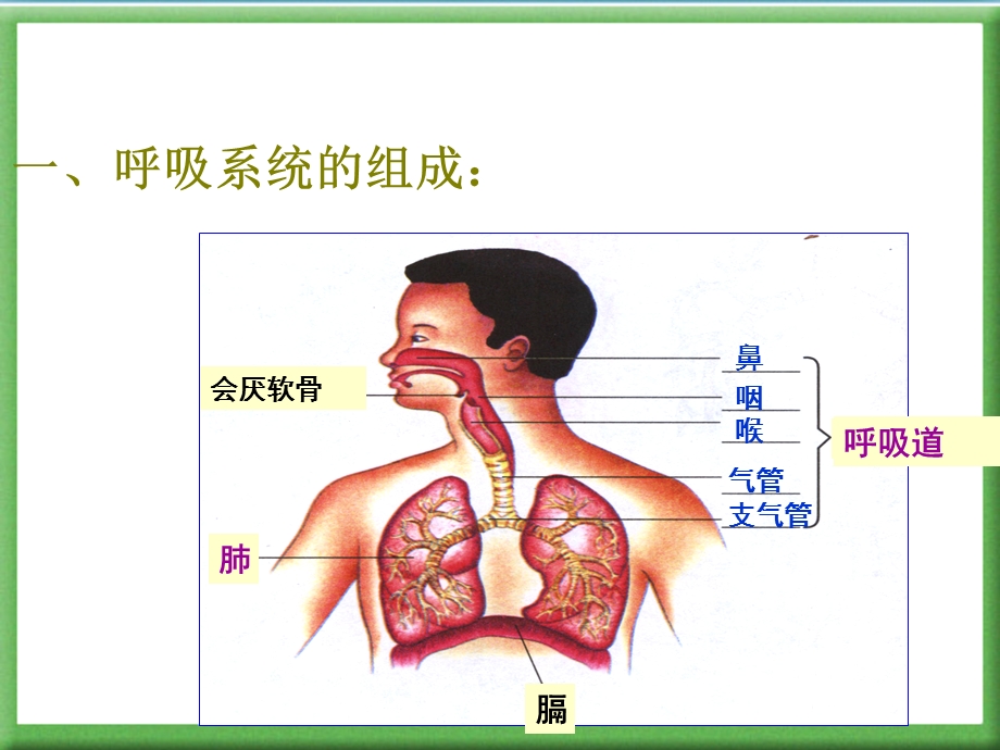 《人体的呼吸》复习用ppt课件肖鹏.ppt_第3页