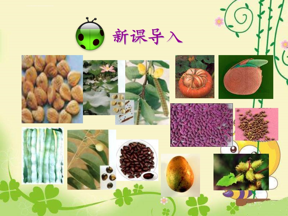 《种子植物》ppt课件.ppt_第1页