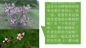 一棵小桃树ppt课件.pptx