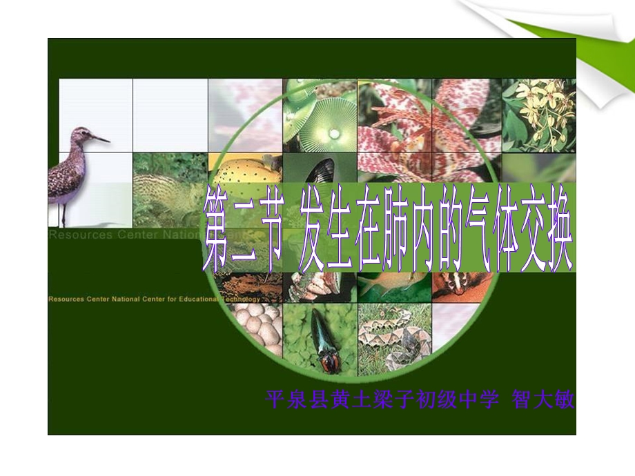 七年级下册生物发生在肺内的气体交换ppt课件.ppt_第1页