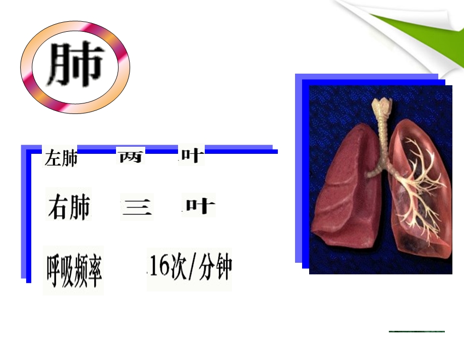 七年级下册生物发生在肺内的气体交换ppt课件.ppt_第3页