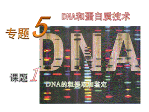 DNA的提取与鉴定ppt课件.ppt