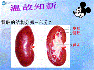 七年级生物下册 尿液的形成和排出ppt课件 济南版.ppt